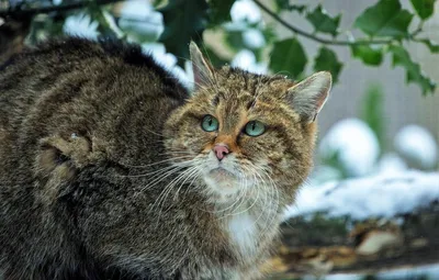 Кавказский лесной кот | Смотреть 64 фото бесплатно