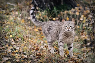 Лесной котенок (48 лучших фото)