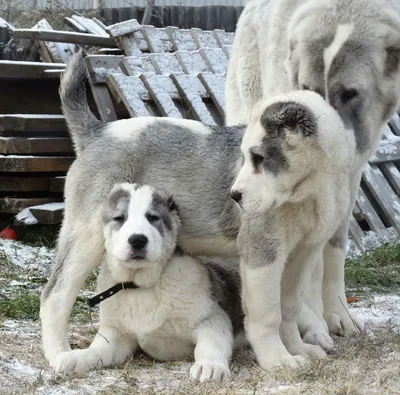 Кавказский алабай собака (49 фото) - картинки sobakovod.club