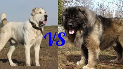 Кавказская овчарка против Алабая. Caucasian Shepherd against Alabai.  Собаки. - YouTube