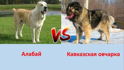 АЛАБАЙ VS КАВКАЗСКАЯ ОВЧАРКА - YouTube