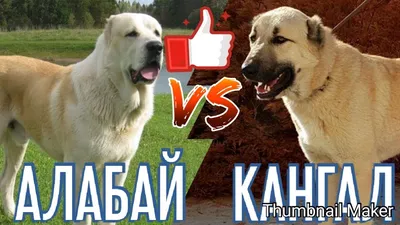 Алабай против Кангала. Alabai against Kangal. Собаки. Батл собак. - YouTube