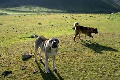 Кавказская овчарка и Азиатский алабай: сравнение пород | Приключения  натуралиста | Дзен