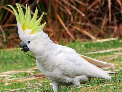 Попугай какаду (52 лучших фото)