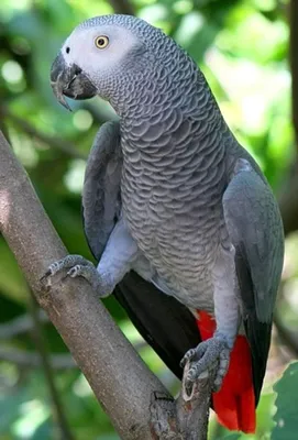 Попугай жако (Psittacus erithacus). | Попугай жако, Попугай, Фотографии  животных