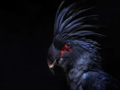 Чёрный какаду: Неформал от мира попугаев. Мрачный и готический. Как он  ведёт себя в дикой природе? | Пикабу