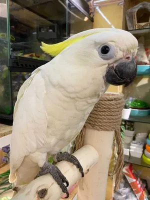 Какаду желтохохлый большой, ручной попугай 4 месяца: 1 950 $ - Птицы Киев  на Olx