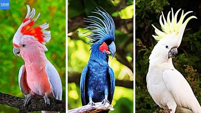 10 Most Beautiful Cockatoo Parrots in the World - YouTube