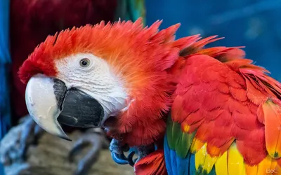 Декоративная фигура попугай Какаду купить за 910 руб. ЦЕНА Снижена - Зимние  скидки на фигуры дикие животные