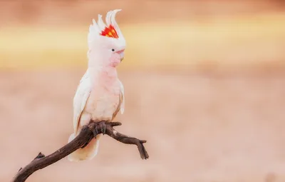 Молуккский какаду красивый попугай - Фиджет