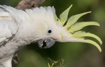 Домашний попугай Какаду желтохохлый, окольцованный птенец: 1 700 $ - Птицы  Киев на Olx