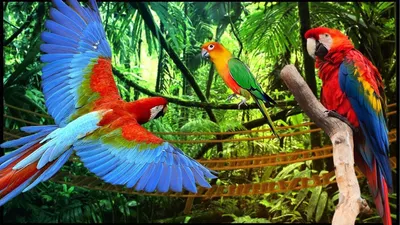 Скачать бесплатно обои для рабочего стола Яркий попугай какаду