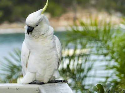 Попугай какаду - 80 фото