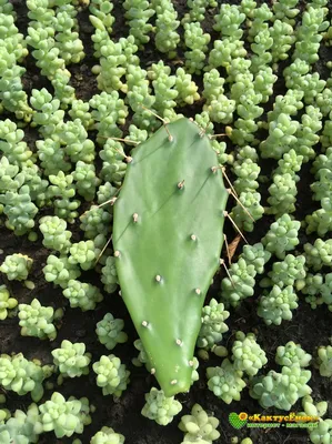 Черенок Опунция (Opuntia) (кактус морозостойкий, кактус уличный)