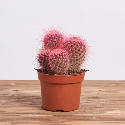cactuseros.com - Opuntia canterae | Cactus injertado, Tipos de plantas  suculentas, Cactus planta