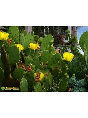 Черенок Опунция (Opuntia) (кактус морозостойкий, кактус уличный)