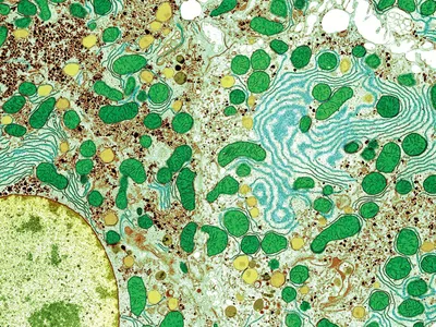 Под микроскопом: 15 захватывающих фотографий человеческого тела
