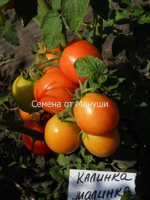 томат Калинка-малинка | Growing tomato plants, Backyard vegetable gardens,  Growing tomatoes