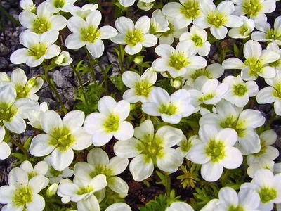 Цветы камнеломка Арендса \"Белый ковёр\": купить саженцы цветов камнеломка  арендса \"Белый ковёр\" в Твери | GreenTver