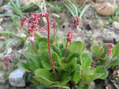 Камнеломка тенистая (Saxifraga urbium) - Растение для альпинария,  почвопокровное