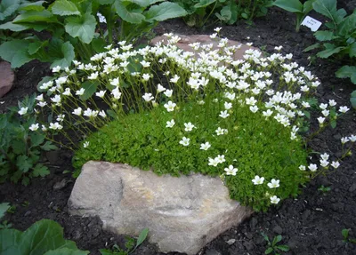 Камнеломка растения фото