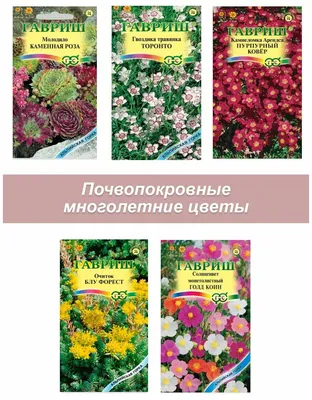 Растения почвопокровные камнеломка — купить по низкой цене на Яндекс Маркете