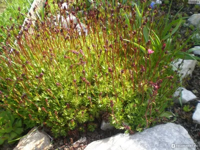 Камнеломка Арендса (Saxifrage х arendsii) - «Камнеломка из семян. Долгое и  обильное цветение.» | отзывы