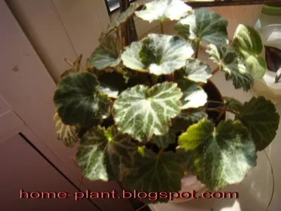 Комнатные растения для души и настроения: Комфортное растение камнеломка  (Saxifraga sarmentosa L.)