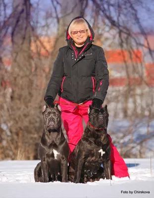 ГЛАВНАЯ / HOME - kennel cane corso italiano Fico Forte