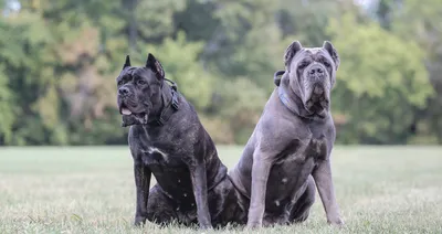 Большие породы собак | Смотреть 51 фото бесплатно