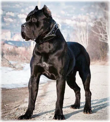 Кане корсо (итальяно) фото собаки, описание породы, характеристика, отзывы,  видео