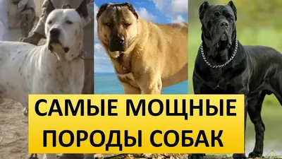 САМЫЕ МОЩНЫЕ ПОРОДЫ СОБАК - ТОП 10 - YouTube