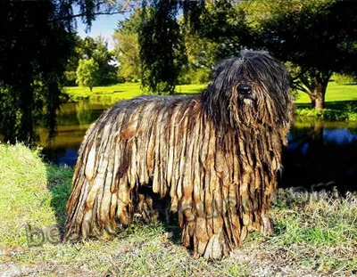 Пиренейский мастиф (Pyrenean Mastiff) | ВКонтакте