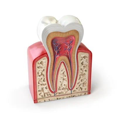 Зубная эмаль: строение зуба, основные характеристики эмалевого слоя