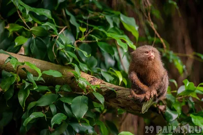 Карликовая игрунка (лат. Cebuella pygmaea) \u003e Блог Павла Аксенова \u003e 29 Пальм  - Клуб путешествий Павла Аксенова