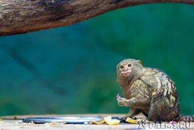 Карликовая игрунка (лат. Cebuella pygmaea) \u003e Блог Павла Аксенова \u003e 29 Пальм  - Клуб путешествий Павла Аксенова