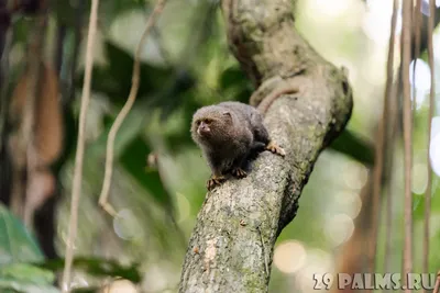 Карликовая игрунка (лат. Cebuella pygmaea) \u003e Блог Павла Аксенова \u003e 29 Пальм  - Клуб путешествий Павла Аксенова