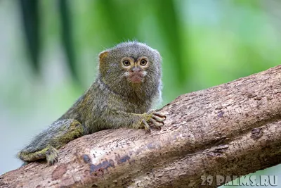 Карликовая игрунка (лат. Cebuella pygmaea) \u003e Блог Павла Аксенова \u003e 29 Пальм  - Клуб путешествий Павла Аксенова