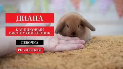 КАК УХАЖИВАТЬ ЗА ДОМАШНИМ КРОЛИКОМ? КАРЛИКОВЫЙ КРОЛИК БАРАН ДОМА - YouTube