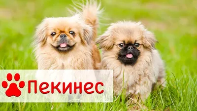 Пекинес - все о собаке, 7 минусов и 6 плюсов породы, фото