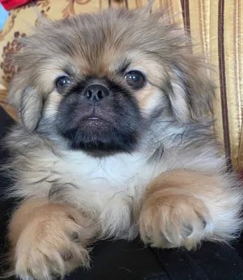 3ayliq temiz qan pekines balasi erkekdi qiymet sondur | 270 AZN | СОБАКИ  Баку ᐈ lalafo.az | Объявление создано 11 Март 2022 14:33:00