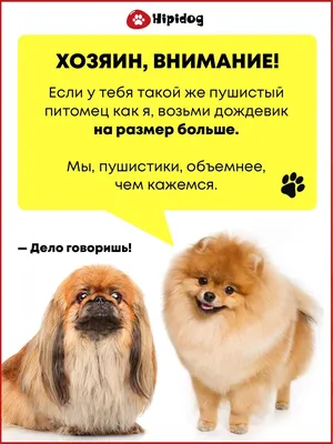 Дождевик для собак / для мелких пород /для средних пород / унисекс HIPIDOG  34386448 купить в интернет-магазине Wildberries