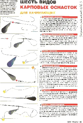 Шесть карповых оснасток для начинающих