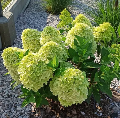 ДЕКОРАТИВНО-ЛИСТВЕННЫЕ ДЕРЕВЬЯ И КУСТАРНИКИ : HYDRANGEA PANICULATA -  ГОРТЕНЗИЯ МЕТЕЛЬЧАТАЯ PANENKA НОВИНКА