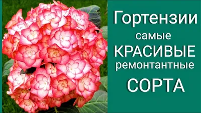 Гортензия. Самые КРАСИВЫЕ ремонтантные СОРТА. Обзор коллекции. - YouTube