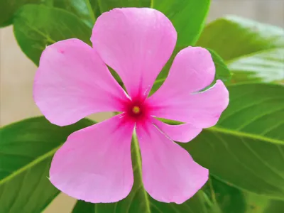 Катарантус розовый — Википедия