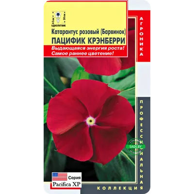 Заказать катарантус розовый Пацифик крэнберри 8 шт почтой по Беларуси