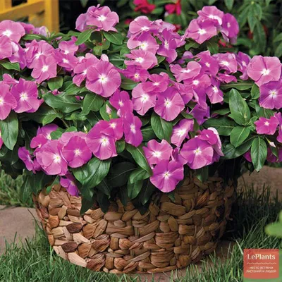 Катарантус (Catharanthus) — описание, выращивание, фото | на LePlants.ru