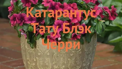 Катарантус обыкновенный Блэк Черри (black cherry) 🌿 обзор: как сажать,  семена катарантуса Блэк Черри - YouTube