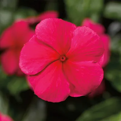 Катарантус Саншторм Ред семена цветов Catharanthus roseus SunStorm Red  100шт \"Поиск\" Россия (id 75615067)